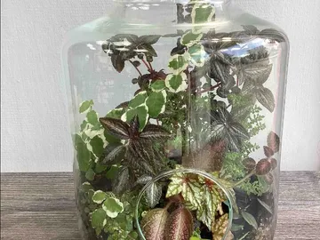 Флорариум с тропическими растениями, белая фиттония